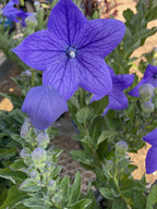 Balloon Flower, Sentimental Blue