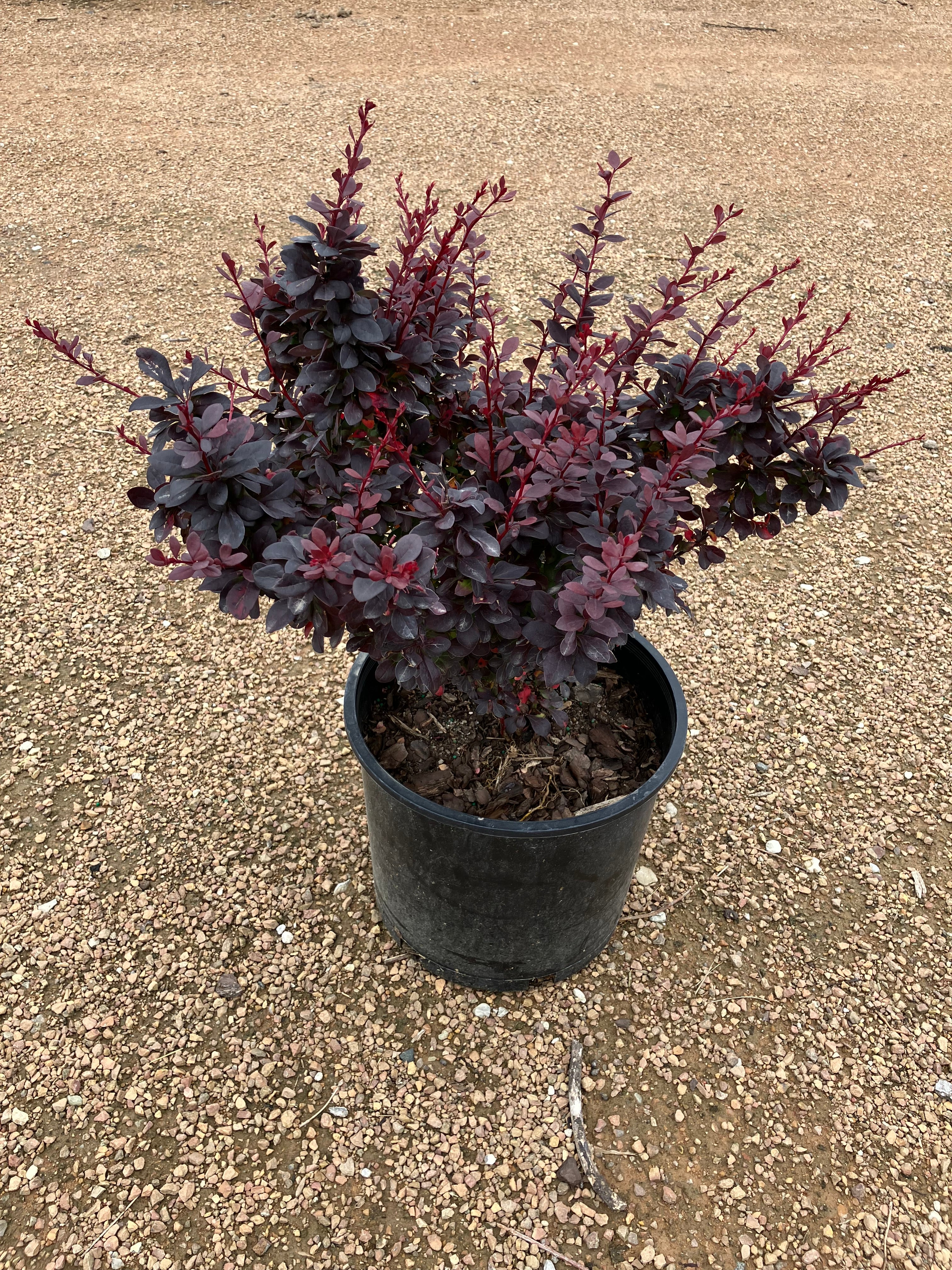 Barberry, Concorde