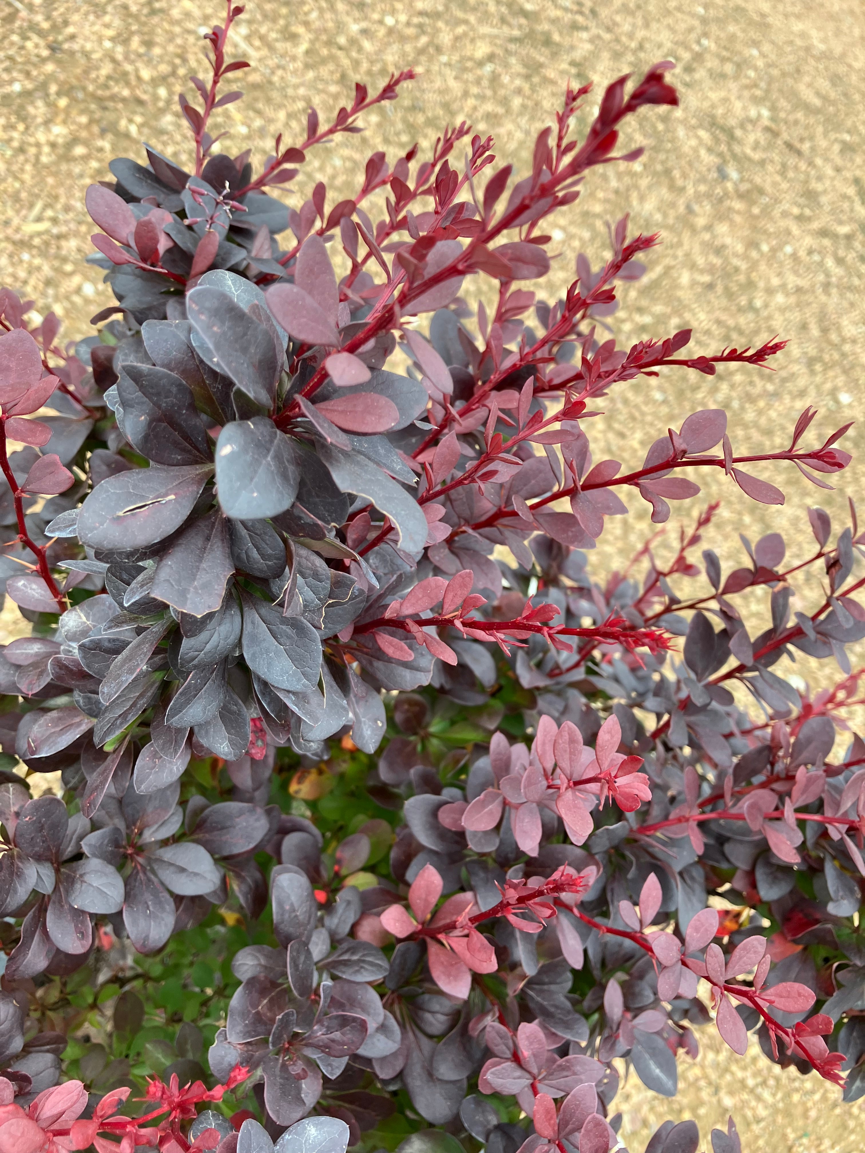 Barberry, Concorde