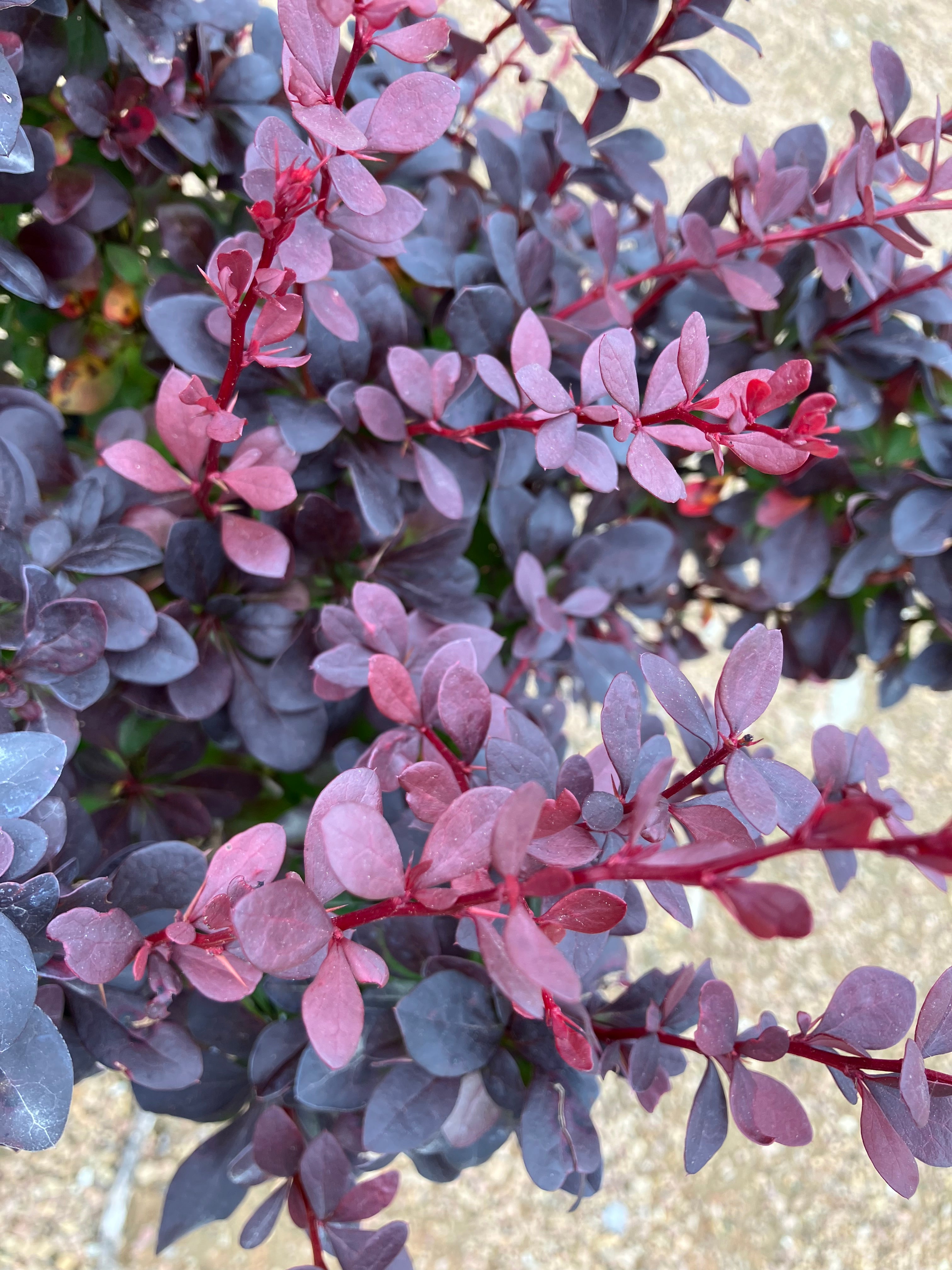 Barberry, Concorde