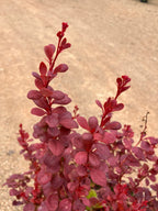 Barberry, Orange Rocket