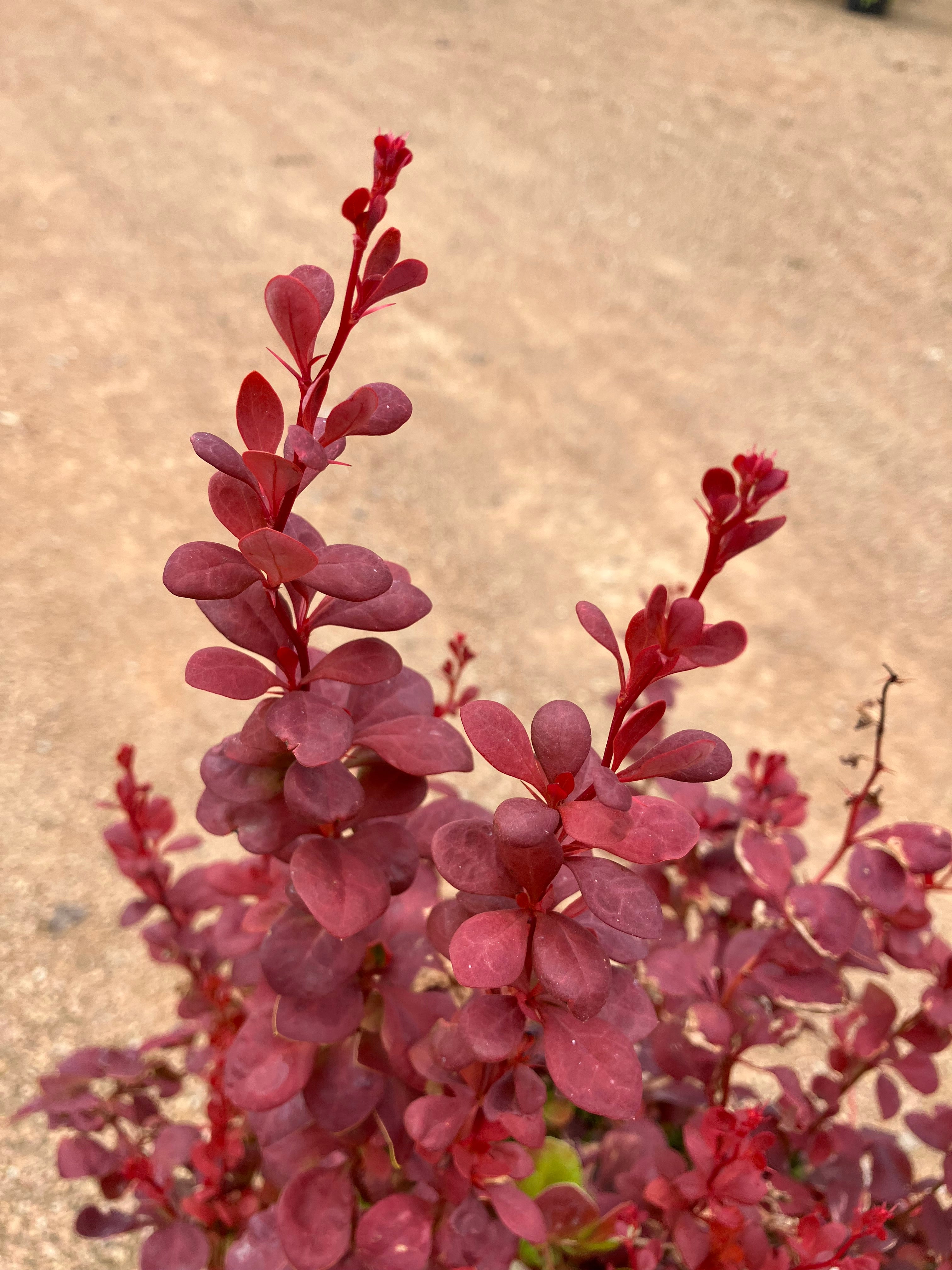 Barberry, Orange Rocket