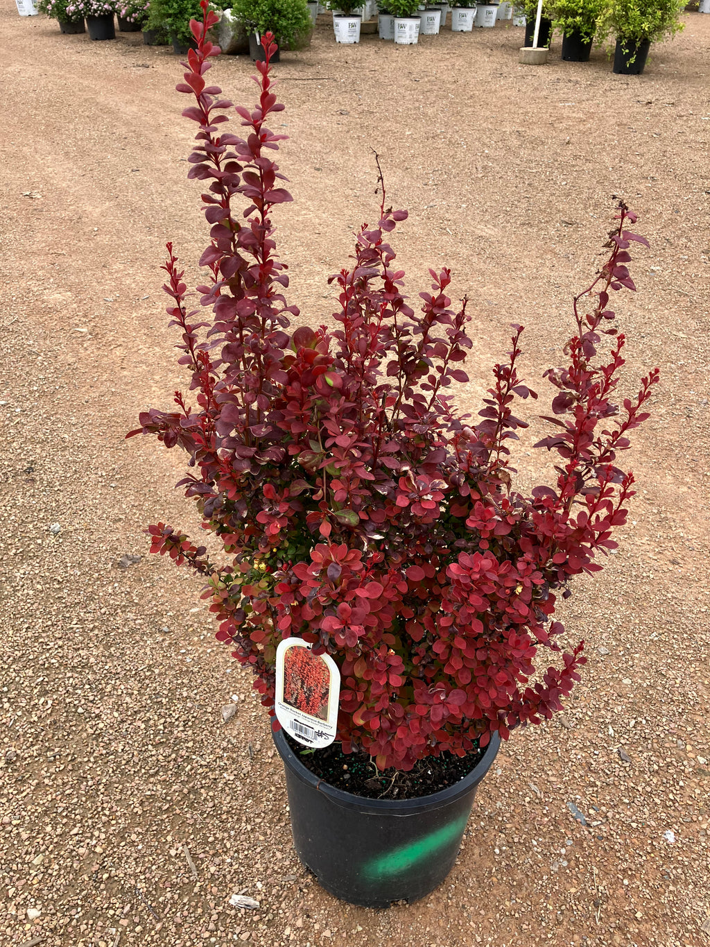 Barberry, Orange Rocket