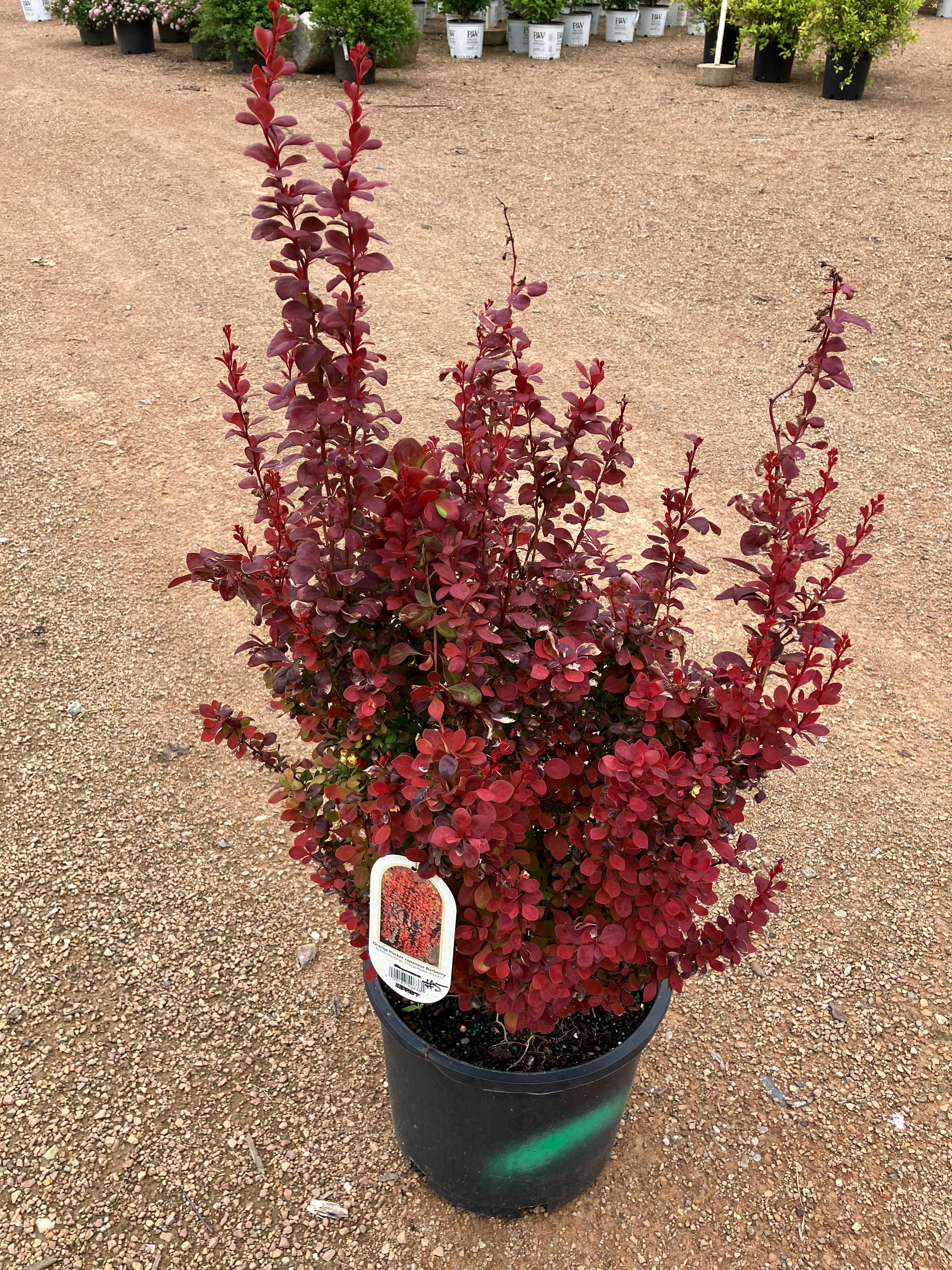 Barberry, Orange Rocket