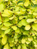 Barberry, Sunjoy Citrus #3