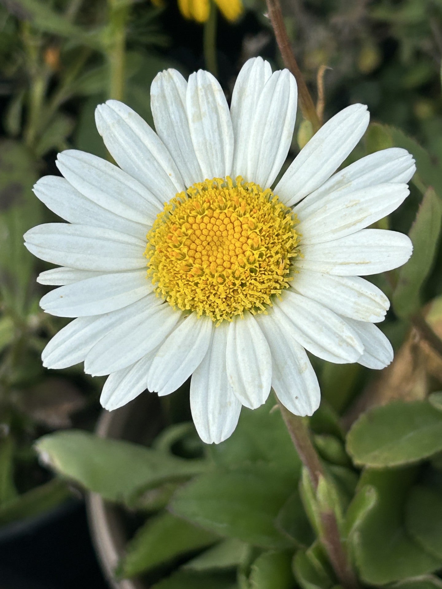 Daisy, Becky