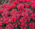 Bee Balm, Cherry Pops