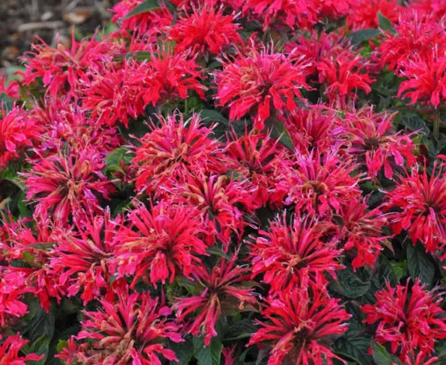 Bee Balm, Cherry Pops