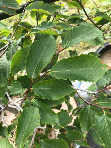 Beech, American