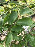 Beech, American