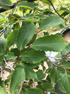 Beech, American