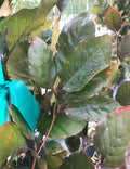 Beech, European, Dawyck Purple