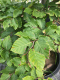 Beech, European