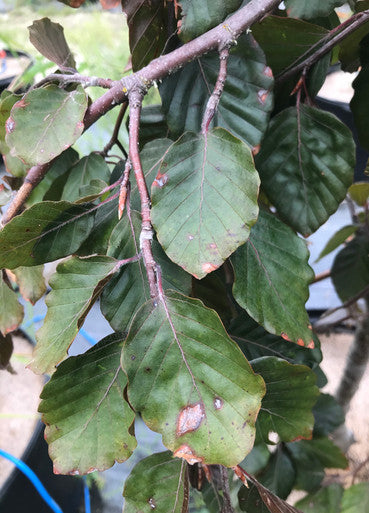 Beech, European, Purple Fountain