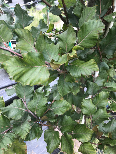 Beech, European, Rohani