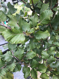Beech, European, Rohani