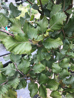 Beech, European, Rohani