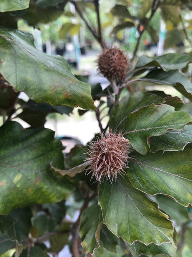 Beech, European, Rohani
