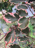 Beech, European, Tricolor