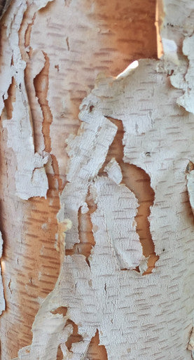 Birch, Heritage