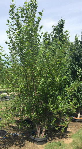 Birch, Heritage Clump 4-6'