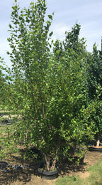 Birch, Heritage Clump 4-6'