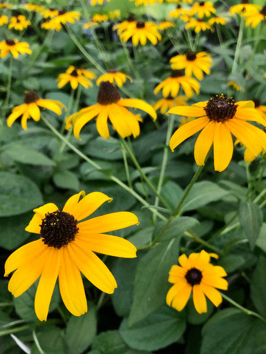 Black-Eyed Susan, Goldsturm #1