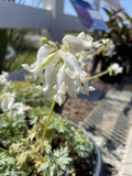 Bleeding Heart, White Diamonds #1