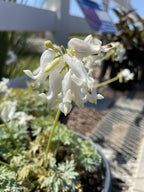 Bleeding Heart, White Diamonds #1