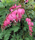 Bleeding Heart, Old Fashioned #1