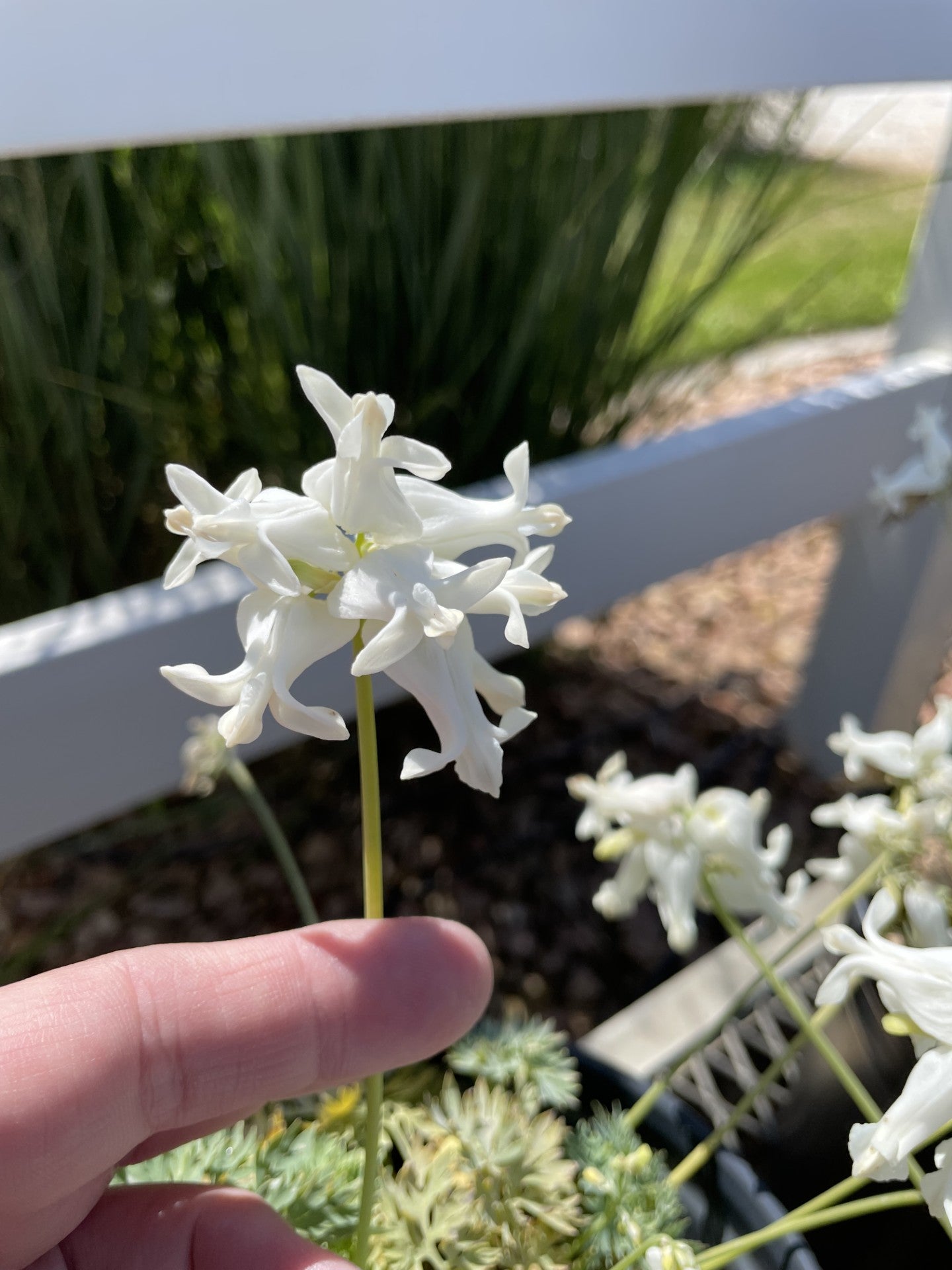 Bleeding Heart, White Diamonds #1