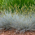Grass, Blue Fescue, Blue Whiskers
