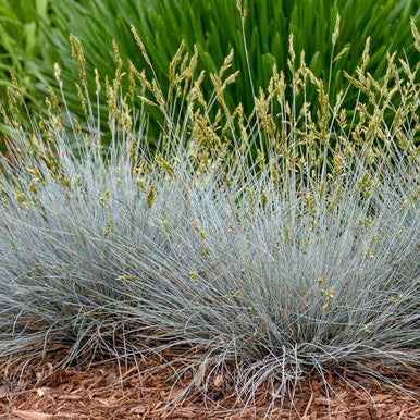 Grass, Blue Fescue, Blue Whiskers