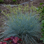 Grass, Blue Fescue, Blue Whiskers