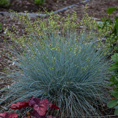 Grass, Blue Fescue, Blue Whiskers