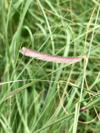 Grass, Blue Grama