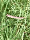 Grass, Blue Grama