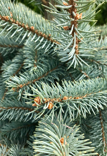 Spruce, Colorado, Baby Blue Eyes #15