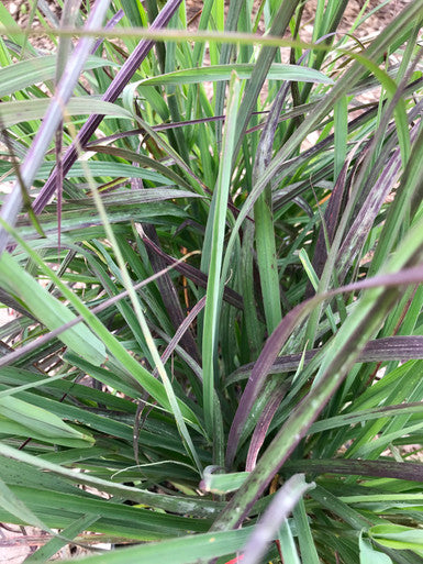 Grass, Big Bluestem, Red October #3