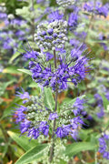 Caryopteris, Dark Knight #5