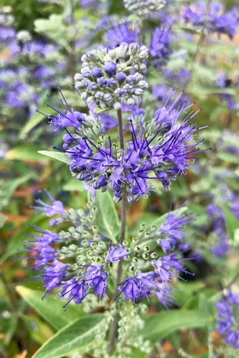 Caryopteris, Dark Knight #5