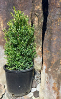 Boxwood, Green Mountain #6