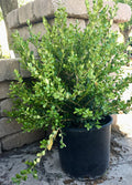 Boxwood, Wintergreen #5