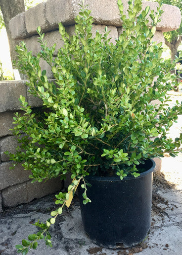 Boxwood, Wintergreen #5