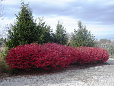 Burning Bush, Dwarf #5