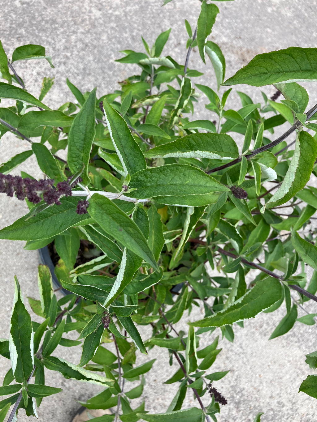 Butterfly Bush, Tutti Fruitti