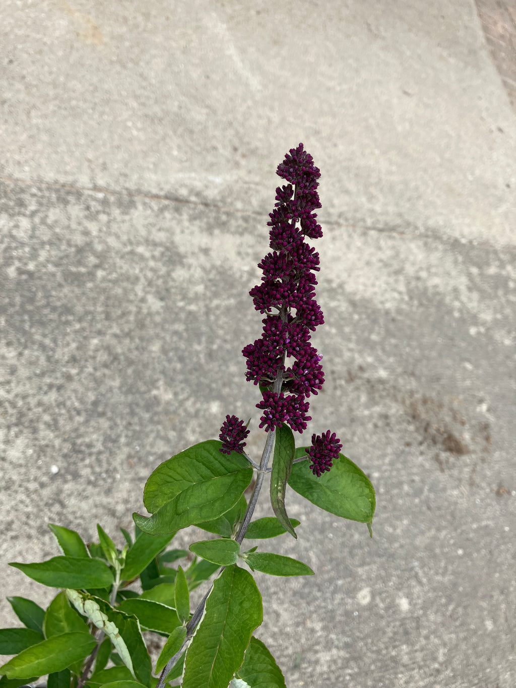 Butterfly Bush, Tutti Fruitti