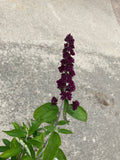 Butterfly Bush, Tutti Fruitti
