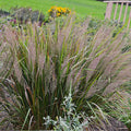 Grass, Korean Feather Reed #1