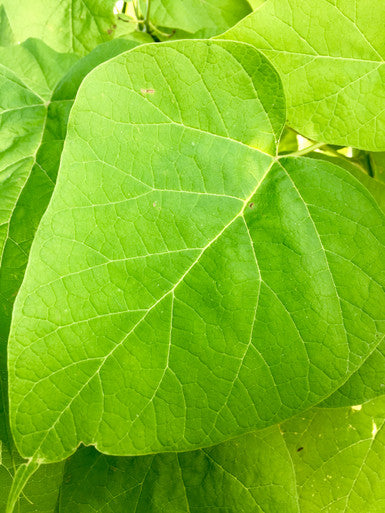Catalpa, Northern